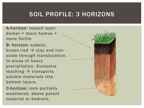 PPT - Soil formation and soil profiles PowerPoint Presentation, free download - ID:2347111