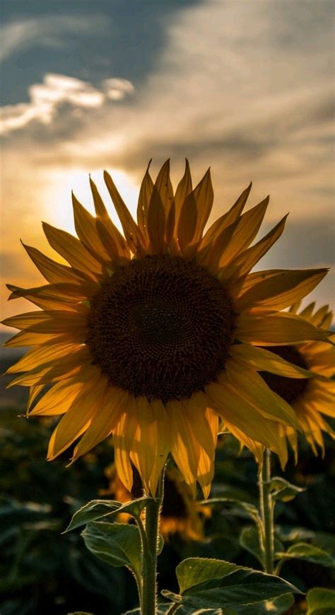 √ Sunflower Sunset Wallpaper