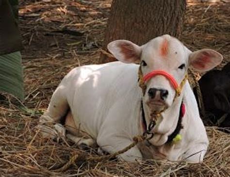 Discover the Magnificence of Punganur Cow - Mother of All Cows