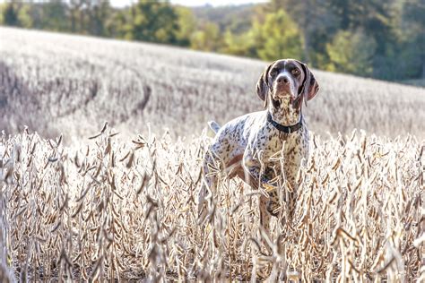 Download Field Depth Of Field Summer Dog Animal German Shorthaired Pointer HD Wallpaper