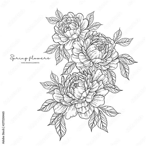 Peony flowers in japanese tattoo style. Hand drawn inked flowers. Black and white floral ...