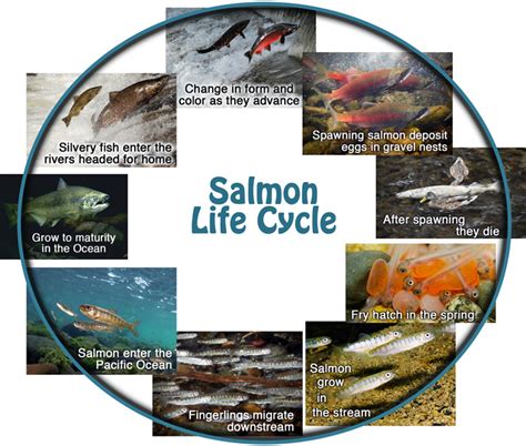 Salmon Life Cycle Stages