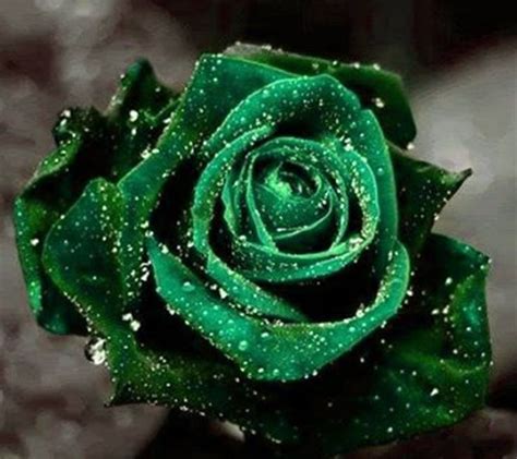 X. Rose Color Symbolism Green Roses The green rose or Chartreuse rose ...