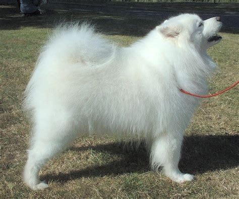 File:Samoyed 600.jpg - Wikipedia