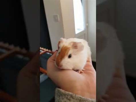 Baby guinea pig wheeking - YouTube