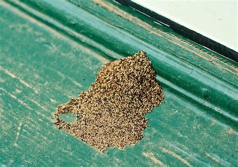 How to Identify Termite Droppings – Chem Free