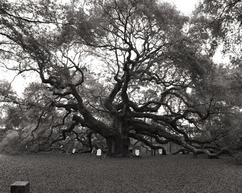 Angel Oak Tree, Tree Print, Nature Photography, Charleston Art, Neutral ...