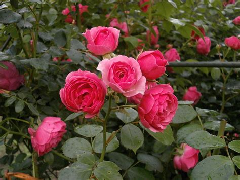 The Complete Miniature Roses Care Guide - Garden and Happy