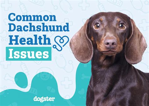 9 Common Dachshund Health Issues: Vet-Verified Overview – Dogster