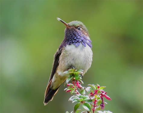 Panama Tour, Nature Travel, Volcano, Nature Photos, Hummingbird, Creatures, Birds, Watercolor ...