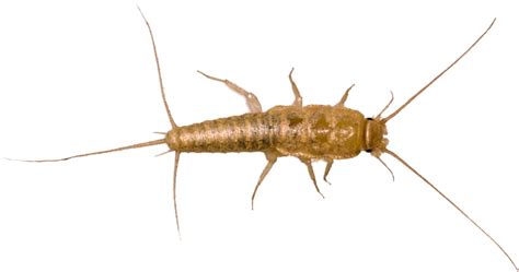 SilverFish FireBrat Pest Control and Extermination Service – Mississauga Pest Control