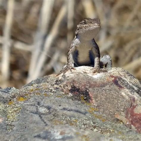 Western Fence Lizard - Facts, Diet, Habitat & Pictures on Animalia.bio