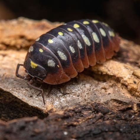 The Complete Clown Isopod Care Guide (Armadillidium klugii)