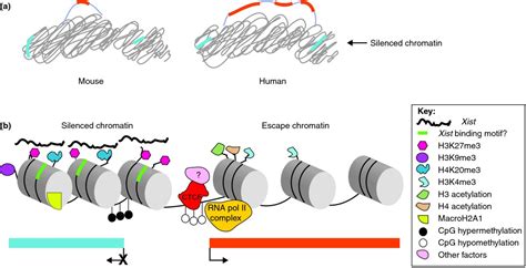 Escape from X inactivation in mice and humans | Genome Biology | Full Text