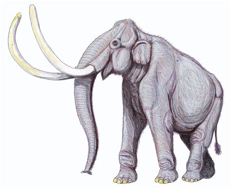 Mammuthus columbi | Recent Extinctions Wiki | Fandom