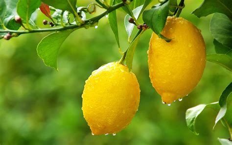 Lemon Tree wallpaper | 1920x1200 | #30807