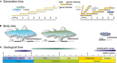 Frontiers | Why Coelacanths Are Almost “Living Fossils”?