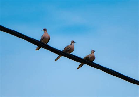 310+ 3 Birds On Wire Stock Photos, Pictures & Royalty-Free Images - iStock