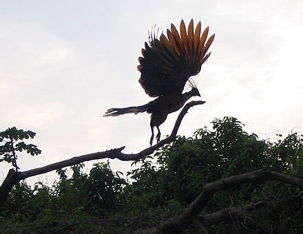 Hoatzin - Wikipedia