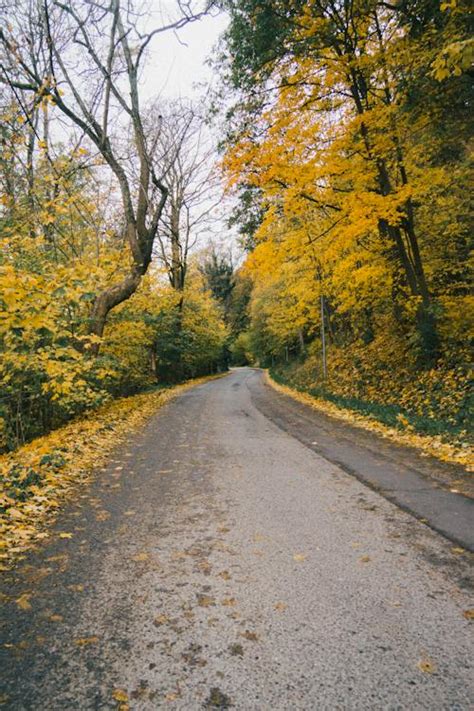 Yellow Trees by Road in Autumn · Free Stock Photo