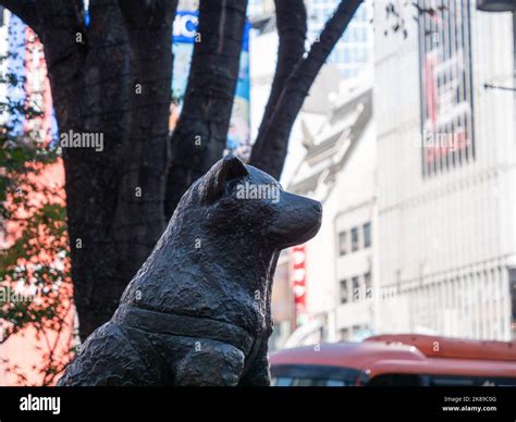 The famous Hachiko statue, located outside of Shibuya station, Tokyo Stock Photo - Alamy