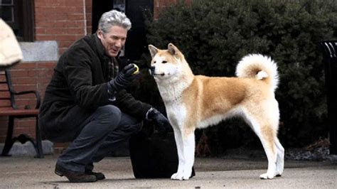 Touching story : Hachiko, Dog who spent rest of his life waiting for his master - MoroccoEnglish