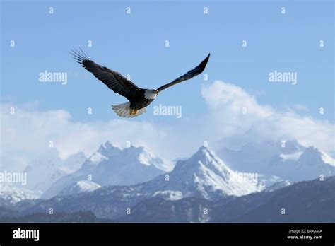 Bald Eagle (Haliaeetus leucocephalus) soaring above snow covered ...