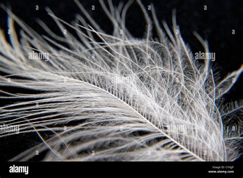 White Bird feathers, closeup Stock Photo - Alamy