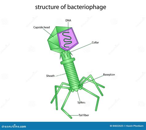 Bacteriophage Structure