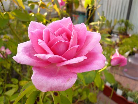 File:Rose rose.jpg - Wikimedia Commons