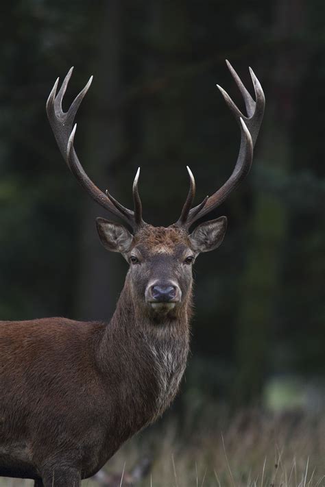 deer photography - Google Search Deer Photography, Wild Animals Photography, Water Animals ...