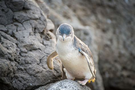 7 Places in Australia to See Penguins