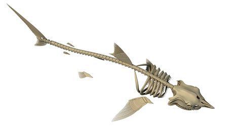 Great White Shark Skeleton 3D Model – 3D Horse