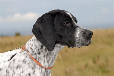 English Pointer Calendar Dog Breed Calendars 2022 2023 Wall Calendars 16 Month By Avonside ...