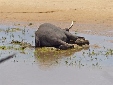 Mourning Elephant Mother Carries Dead Calf in Weeks-Long Ritual ...