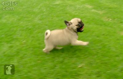 Baby-pugs-running