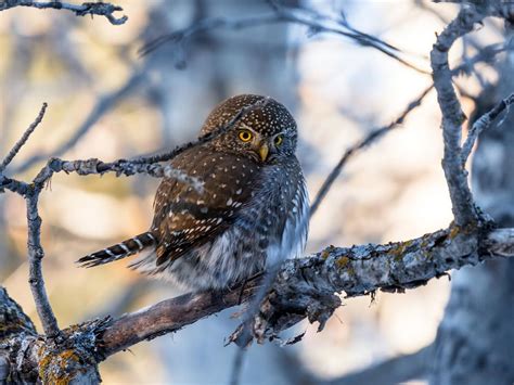 Northern Pygmy-Owl Bird Facts (Glaucidium gnoma) | Birdfact