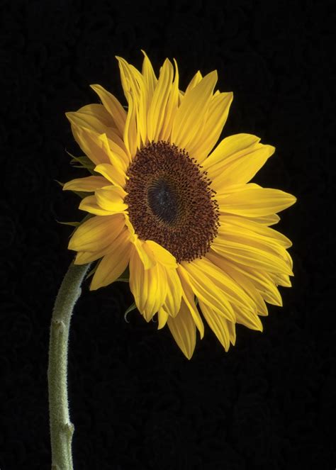 Single Sunflower In Black Background Pictures, Photos, and Images for Facebook, Tumblr ...