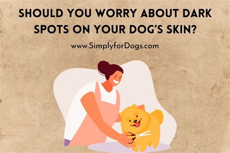 Dog's Skin Dark Spots (Should You Worry?) - Simply For Dogs