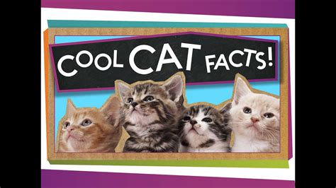 Fun Facts About Cats