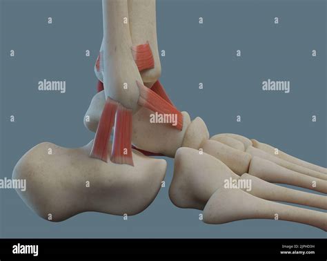 Foot Tendon Anatomy Diagram