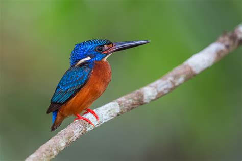 THE BLUE-EARED KINGFISHER