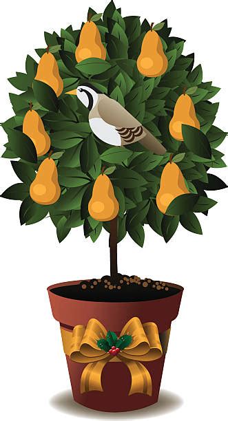 Partridge In A Pear Tree Illustrations, Royalty-Free Vector Graphics ...