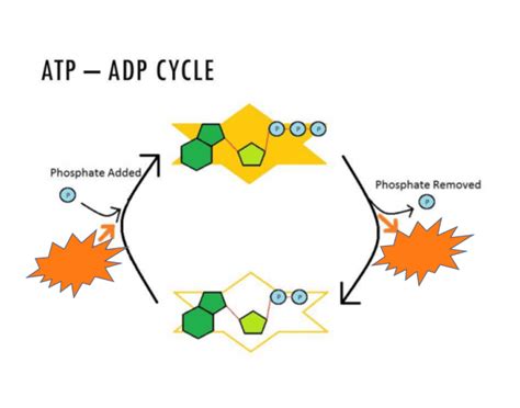 ATP Cycle Labeling Quiz