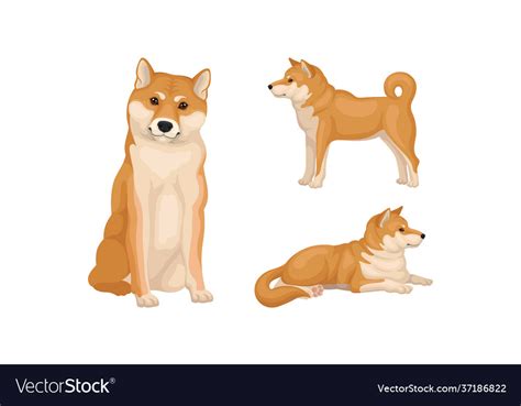 Shiba inu as breed hunting dog from japan Vector Image