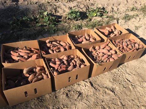 Gleaned Sweetpotatoes: Storage, Recipes, and Quick Facts | NC State Extension Publications