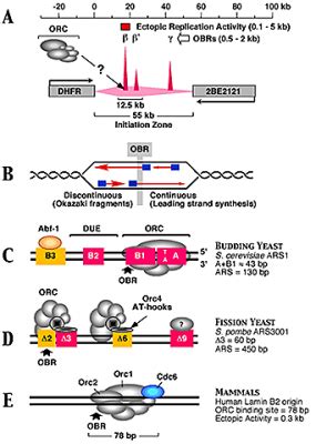 The Origin of Replication in both Prokaryotes and Eukaryotes