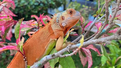 Red Iguana Pet: Care, Size, Lifespan, and Habitat