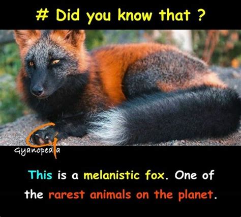 Melanistic Fox | Fun facts about life, Interesting facts about world, Interesting science facts