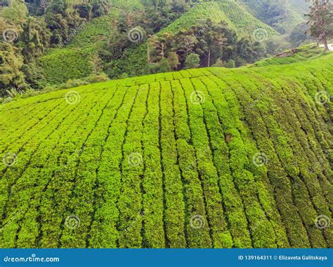 Amazing Landscape View of Tea Plantation in Sunset, Sunrise Time. Nature Background with Blue ...